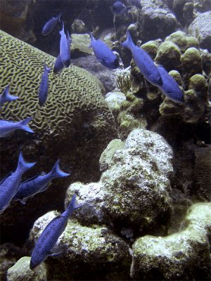 Creole Wrasse Swimming Into Shot