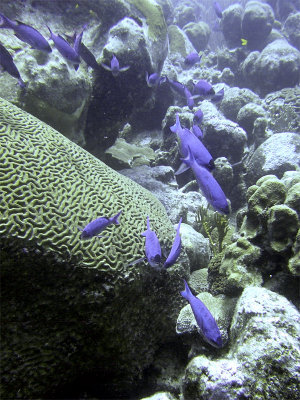 Creole Wrasse Swimming Into Shot 2