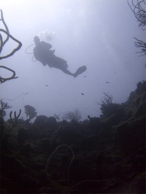 Diver up Above