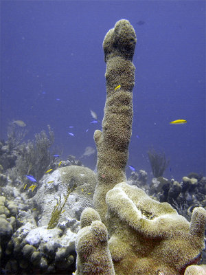 Finger of Coral