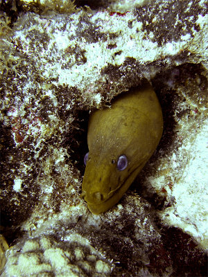 Green Moray in his Hole 2