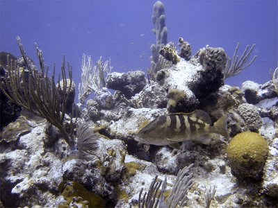 Nassau Grouper at Cathedral