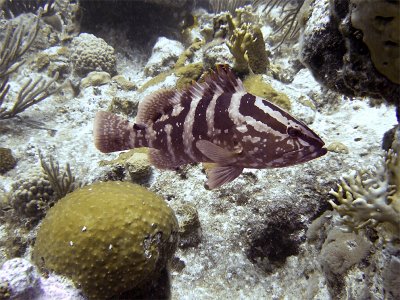 Nassau Grouper From Side 2