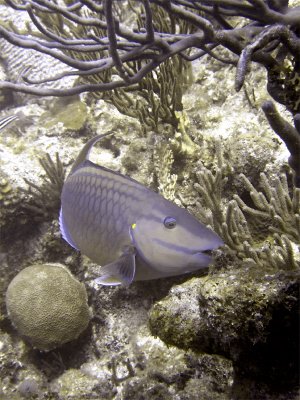 Parrotfish Eating Coral 3