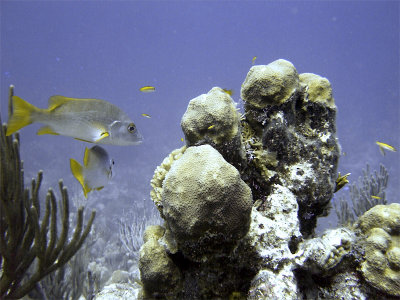 Schoolmaster Fish and Coral Bommie