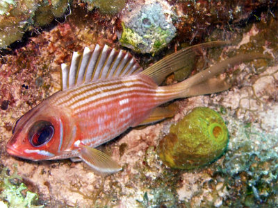 Squirrelfish  Sponge