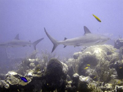 Two Sharks Swimming