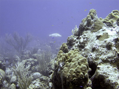 Underwater Scene with Pale Grouper in Background