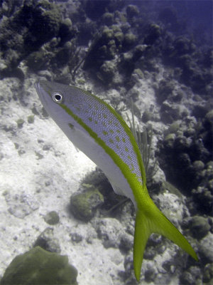 Yellow Tailed Snapper From Side