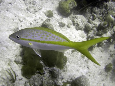 Yellow Tailed Snapper From Side 2