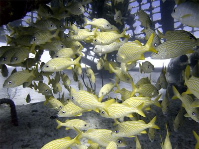 Group of Grunts Sheltering Under the Thunderdome
