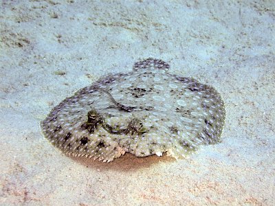 Peacock Flounder 5