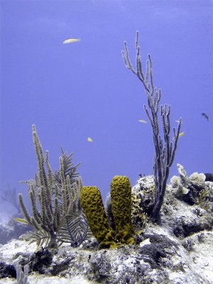 Sponge Soft Coral at Thunderdome