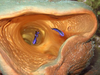 Blue Chromis in Pink Barrel Sponge