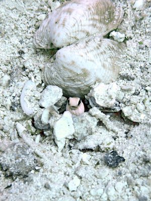 Jawfish in Hole