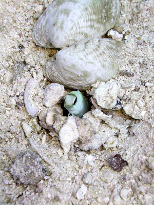 Jawfish in Hole 2