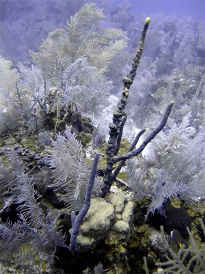 Underwater Scene at Double D