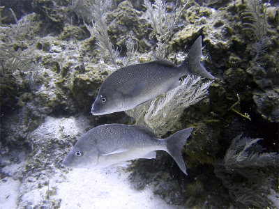 Two Schoolmaster Fish From Side