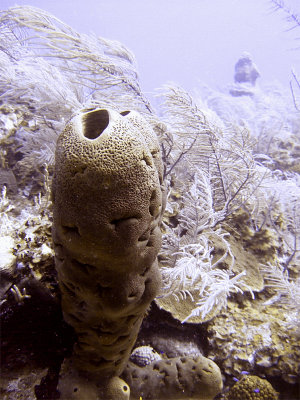 Tall Sponge  Coral