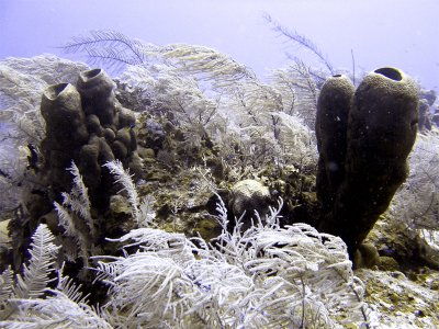 Sponge  Soft Coral at Double D