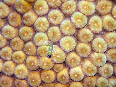 Small Fish on Hard Coral