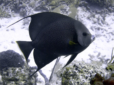 Black Angelfish From Side