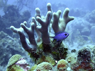 Blue Chromis and Staghorn Coral