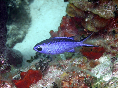 Blue Chromis From the Side