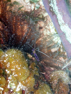 Cleaner Shrimp in Anemone