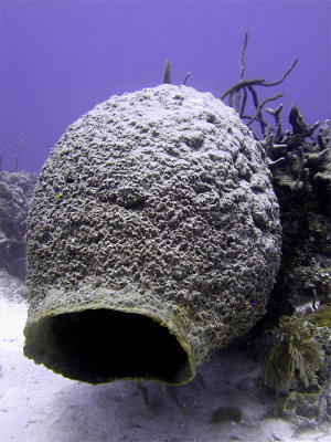 Fallen Barrel Sponge