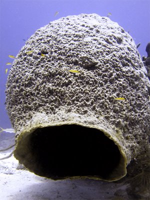 Fallen Barrel Sponge  Cleaner Wrasse