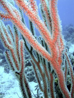 Feeding Soft Coral Tree