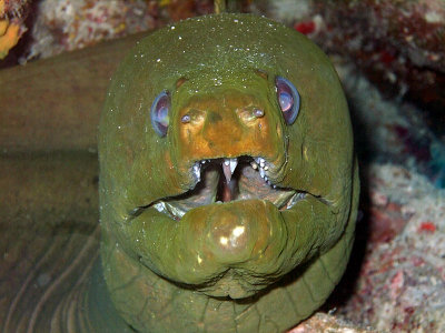 Green Moray Eel Full Frontal 2