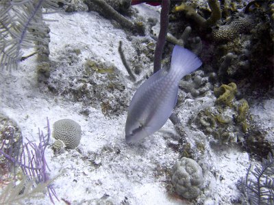 Parrotfish Grazing for Food