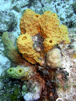 Knobbly Yellow Sponge
