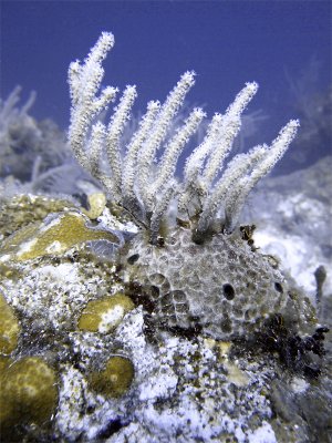 Soft Coral Growing From Sponge