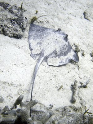 Stingray From Behind
