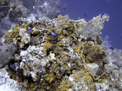 Underwater Scene at French Caye