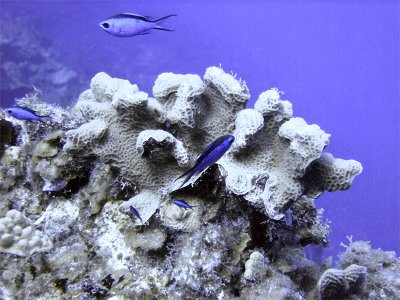 Blue Chromis Around Hard Coral