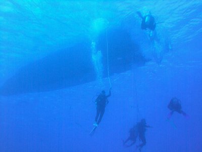 Ending the Dive at French Caye Gardens