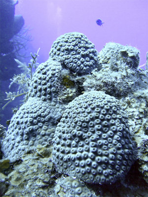 Hard Coral Formation