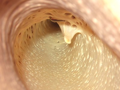 Inside a Barrel Sponge