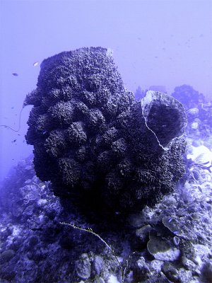 Large Barrel Sponge at French Caye