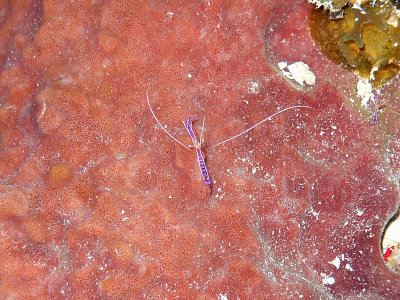 Pederson Cleaner Shrimp on Sponge