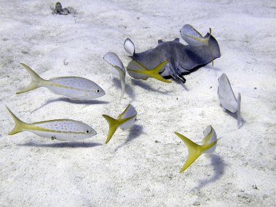 Ray  Scrounging Yellow Tailed Snappers 2