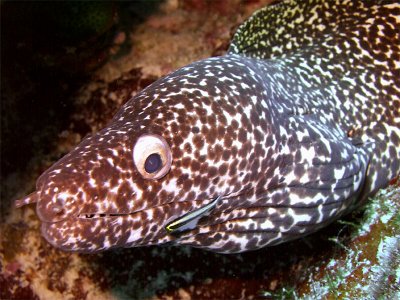 Spotted Moray Being Cleaned