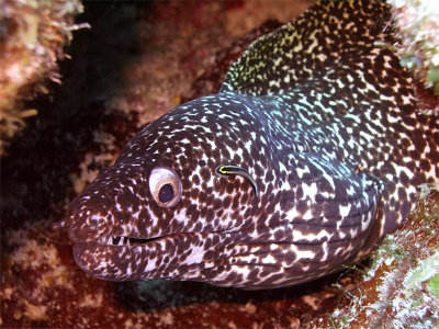 Spotted Moray Being Cleaned 2