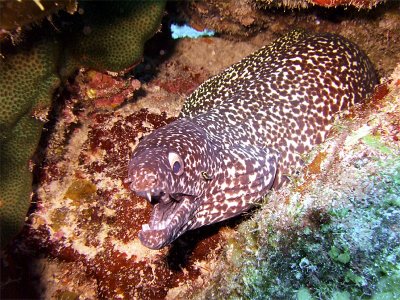 Spotted Moray Eel  Cleaner Wrasse 2