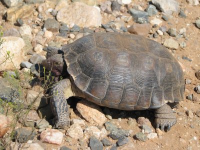 Desert tortoise NW of Wickenburg IMG_1543.JPG