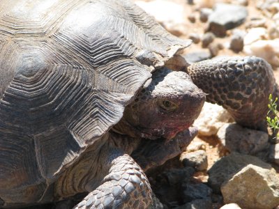 Desert tortoise closeup - not a really happy camper IMG_1546.JPG